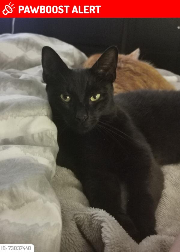 Lost Male Cat last seen Greenhills, East Kilbride, Scotland G75