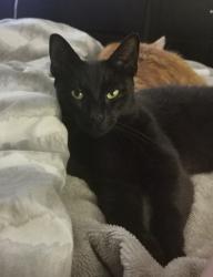 Lost Male Cat last seen Greenhills, East Kilbride, Scotland G75