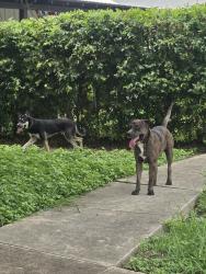 Found/Stray Unknown Dog last seen Near w woodlwan and I 10, San Antonio, TX 78201