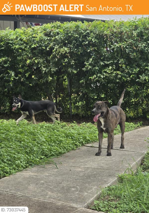 Found/Stray Unknown Dog last seen Near w woodlwan and I 10, San Antonio, TX 78201