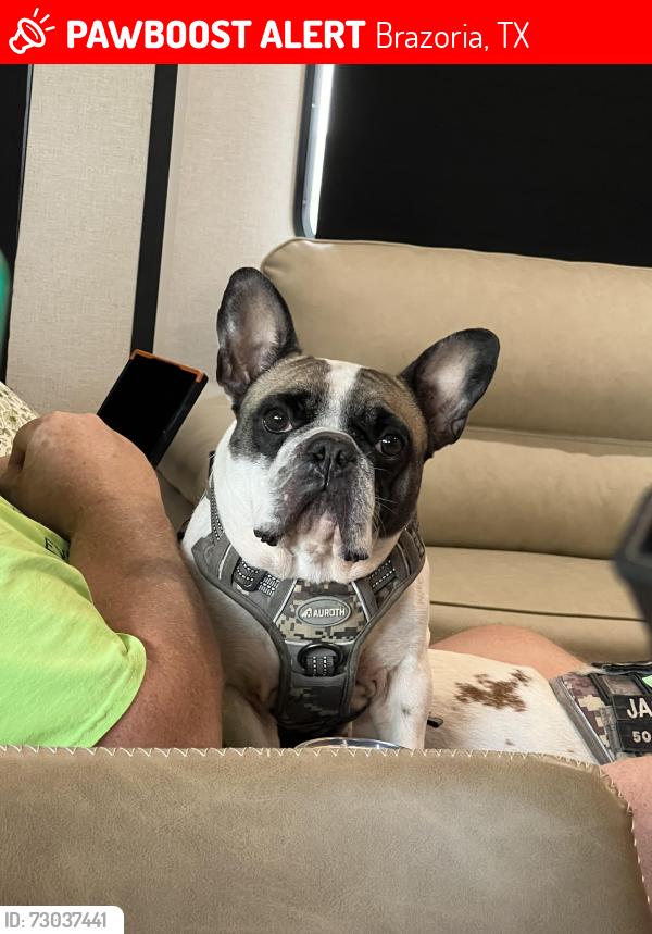Lost Male Dog last seen Wild Peach Area, Brazoria, TX 77422