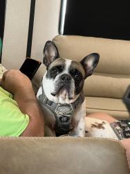 Lost Male Dog last seen Wild Peach Area, Brazoria, TX 77422