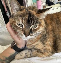 Lost Female Cat last seen Truedell public school, Kingston, ON K7M 6T3