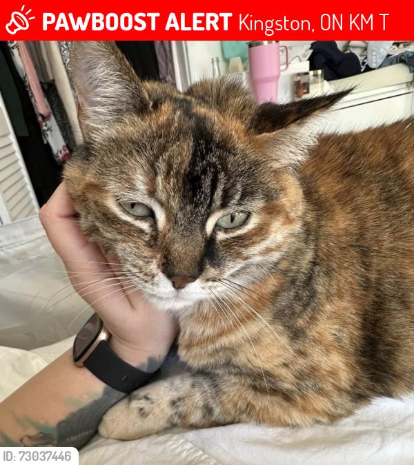Lost Female Cat last seen Truedell public school, Kingston, ON K7M 6T3
