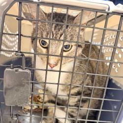 Shelter Stray Male Cat last seen , Animal Care & Control Team of Philly, 111 W Hunting Park Ave, Philadelphia, PA 19140, USA