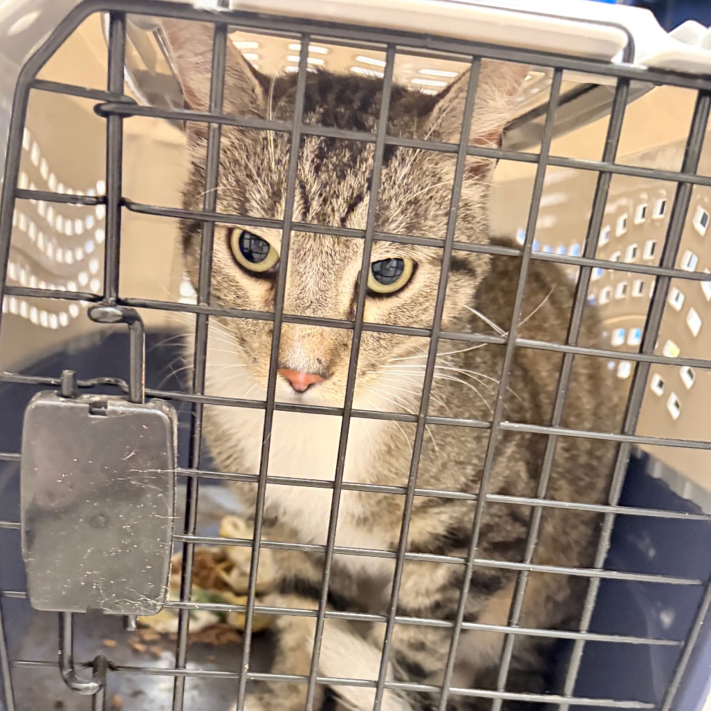 Shelter Stray Male Cat last seen , Animal Care & Control Team of Philly, 111 W Hunting Park Ave, Philadelphia, PA 19140, USA