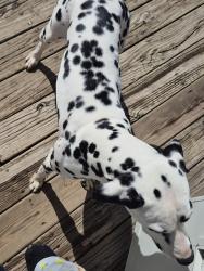 Reunited Female Dog last seen Oak and ryerson , Elgin, IL 60123