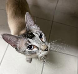 Found/Stray Male Cat last seen Veterans Park, Sioux Falls, SD 57104