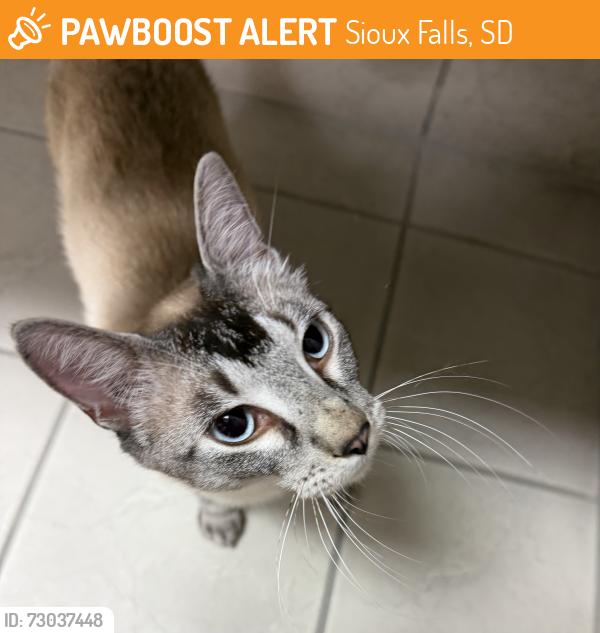 Found/Stray Male Cat last seen Veterans Park, Sioux Falls, SD 57104