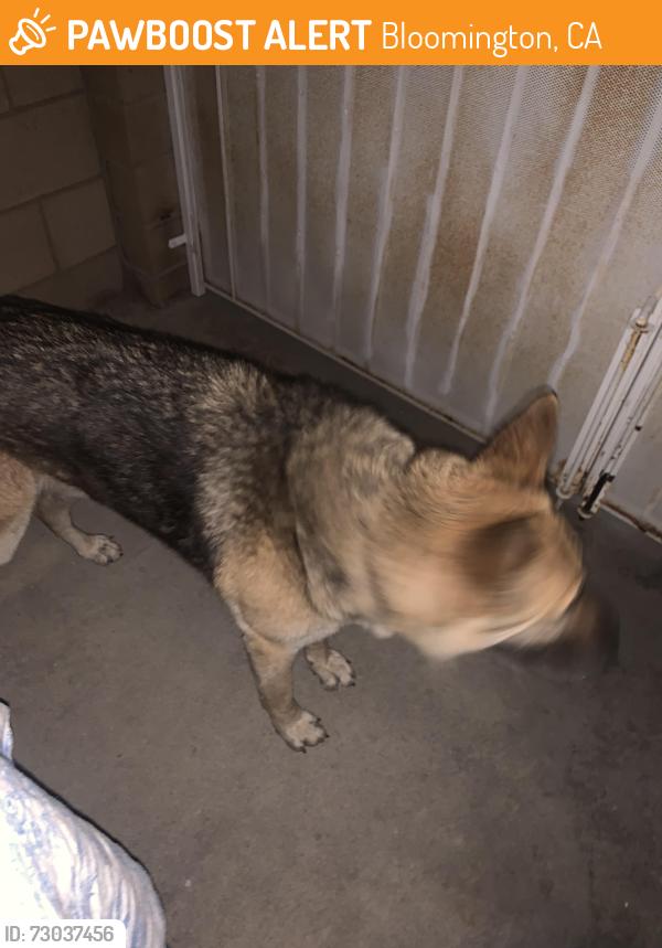 Found/Stray Female Dog last seen Randall and locust , Bloomington, CA 92316