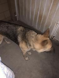 Found/Stray Female Dog last seen Randall and locust , Bloomington, CA 92316