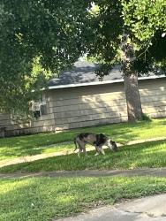 Found/Stray Female Dog last seen bethel blvd, Houston, TX 77092
