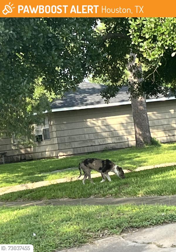 Found/Stray Female Dog last seen bethel blvd, Houston, TX 77092