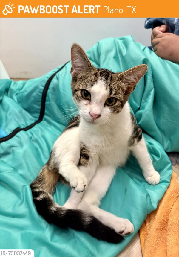 Found/Stray Female Cat last seen P Ave and Laurel in East Plano, Plano, TX 75074