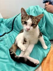 Found/Stray Female Cat last seen P Ave and Laurel in East Plano, Plano, TX 75074