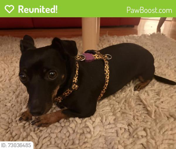 Reunited Female Dog last seen Park Drive between Duane Street and Academy Drive, Los Angeles, CA 90012