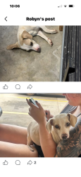 Found/Stray Female Dog last seen Hey 102 towards wellston, Wellston, OK 74881