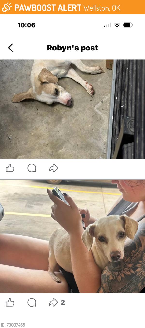 Found/Stray Female Dog last seen Hey 102 towards wellston, Wellston, OK 74881