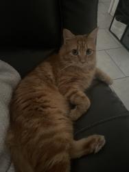 Lost Female Cat last seen end of street, San Antonio, TX 78250