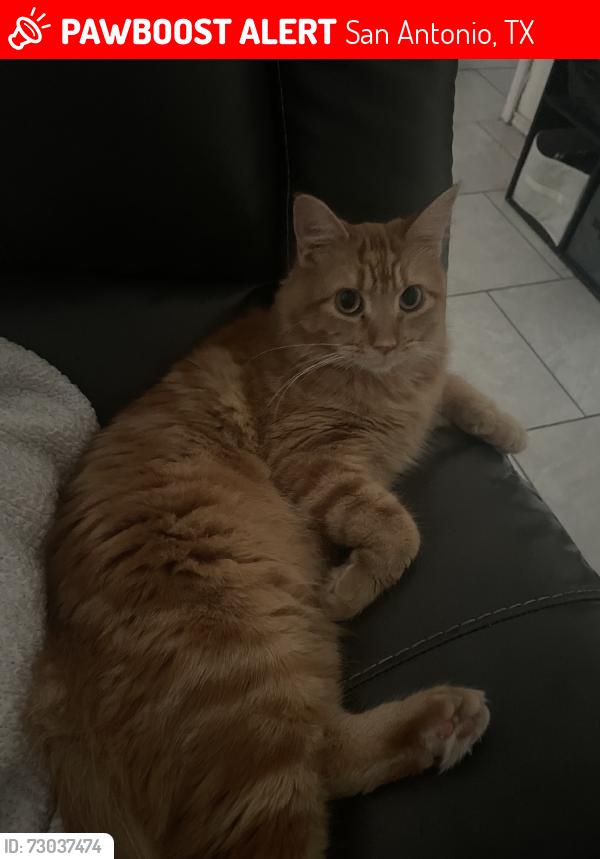 Lost Female Cat last seen end of street, San Antonio, TX 78250