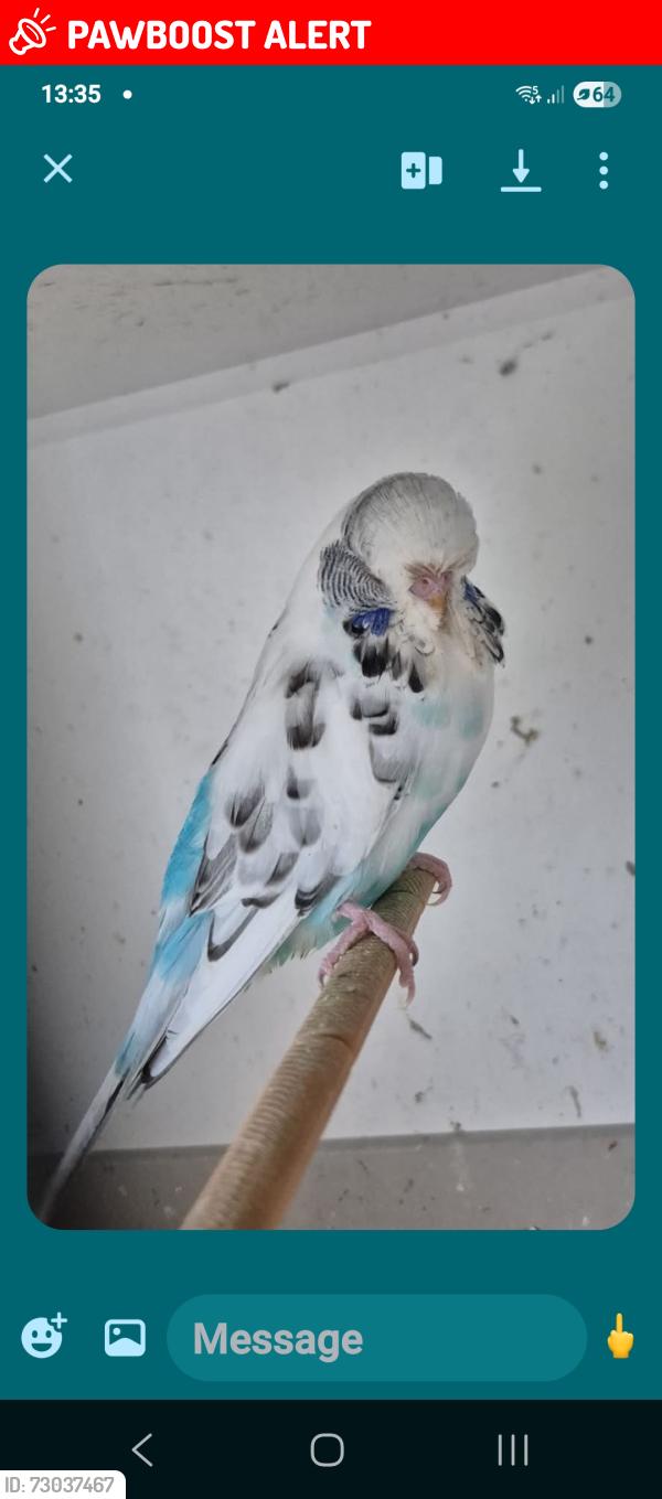 Lost Female Bird last seen NG119JJ, Nottingham, England 