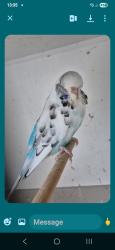 Lost Female Bird last seen NG119JJ, Nottingham, England 