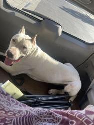Reunited Male Dog last seen Near Rosetta canyon dr , Lake Elsinore, CA 92532