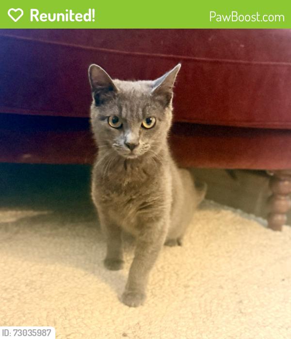 Reunited Female Cat last seen Lawn St, Norwalk, CT 06854