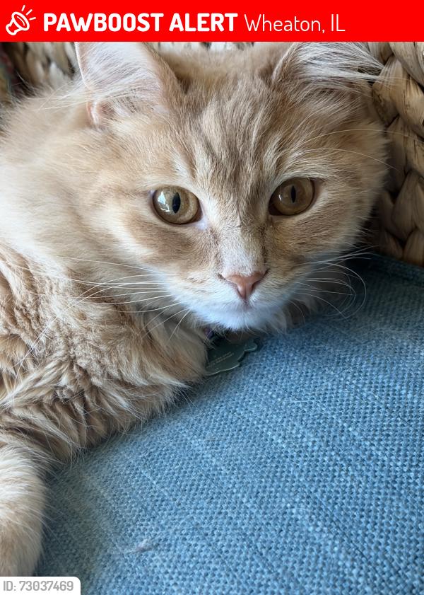 Lost Male Cat last seen Elm& Warrenville Rd, Wheaton, IL 60189