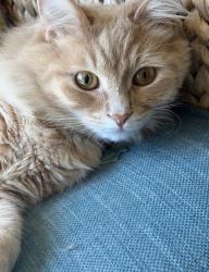 Lost Male Cat last seen Elm& Warrenville Rd, Wheaton, IL 60189