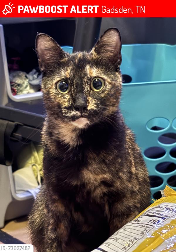 Lost Female Cat last seen Alamo Gadsden rd, Gadsden, TN 38337