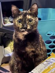 Lost Female Cat last seen Alamo Gadsden rd, Gadsden, TN 38337