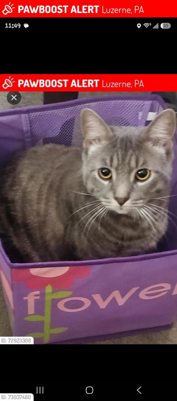Lost Male Cat last seen Luzerne police station, Luzerne municipal building, Luzerne, PA 18709