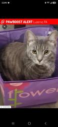 Lost Male Cat last seen Luzerne police station, Luzerne municipal building, Luzerne, PA 18709
