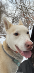 Lost Male Dog last seen Porter twp, Wheelersburg, OH 45694
