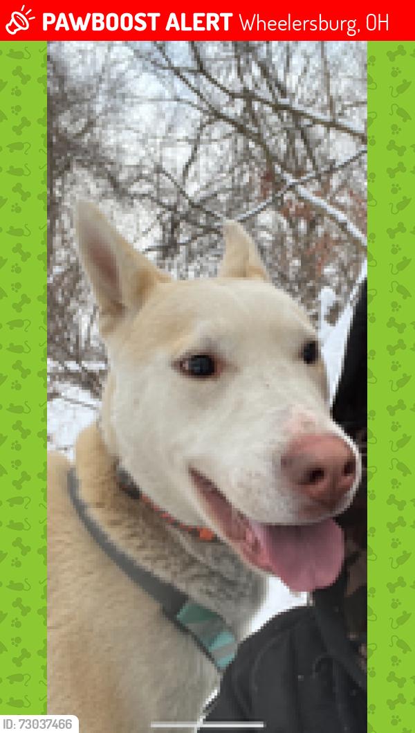 Lost Male Dog last seen Porter twp, Wheelersburg, OH 45694