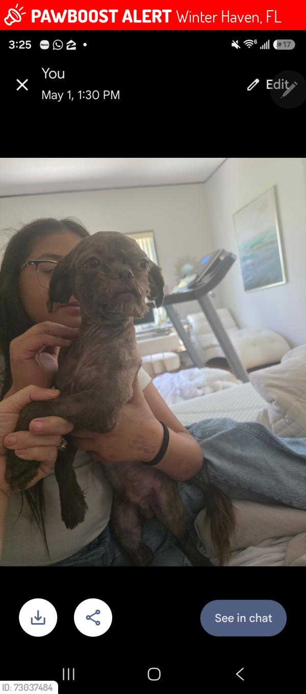 Lost Male Dog last seen Near w and spirit lake, Winter Haven, FL 33880