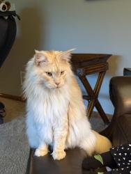 Reunited Male Cat last seen E. Campbell Road/Geryville Pike, Marlborough Township, PA 18073