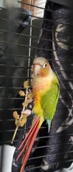 Lost Male Bird last seen Near kimball st, Green Bay, WI 54302