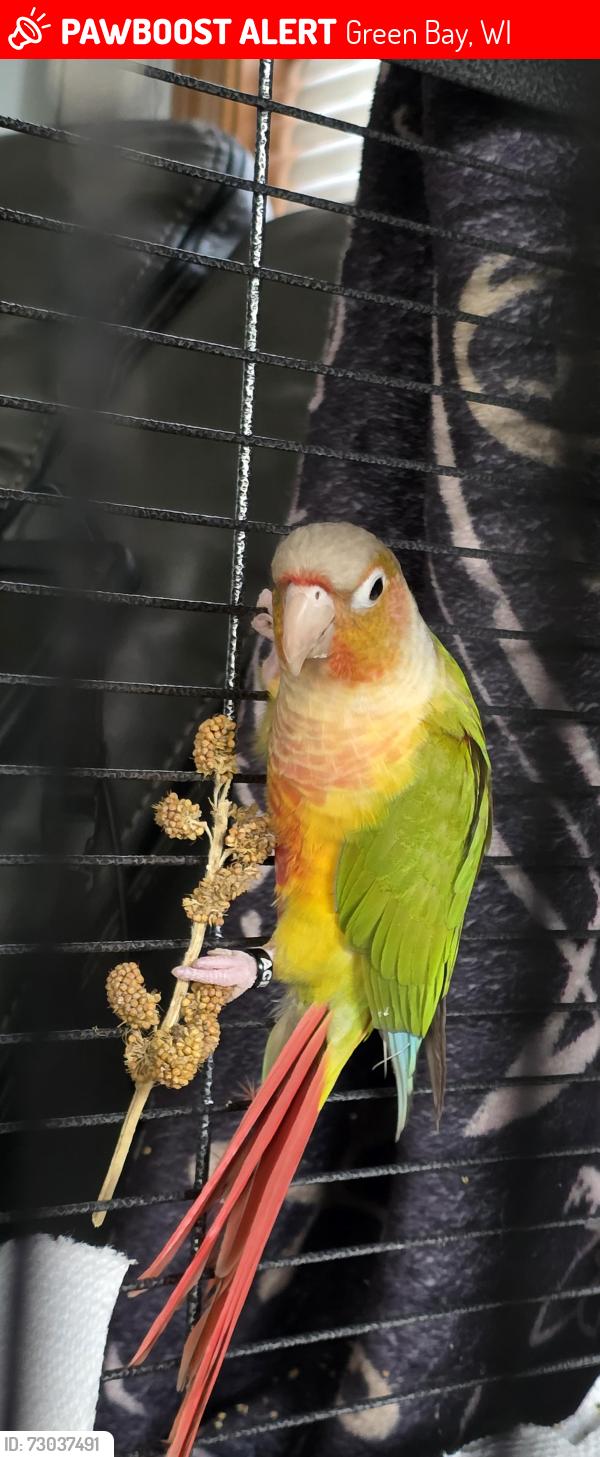 Lost Male Bird last seen Near kimball st, Green Bay, WI 54302