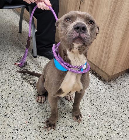 Shelter Stray Male Dog last seen Near BLOCK JOY RD, DETROIT, MI , 48228, 7401 Chrysler Dr, Detroit, MI 48211, USA