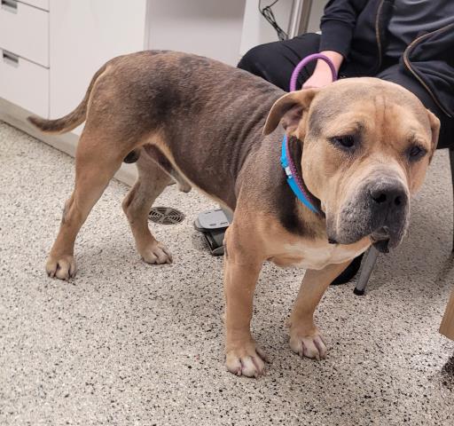 Shelter Stray Male Dog last seen Near BLOCK SAINT PATRICK ST, DETROIT MI 48205, 7401 Chrysler Dr, Detroit, MI 48211, USA