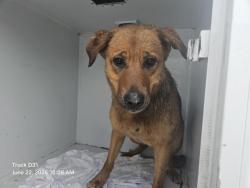 Shelter Stray Female Dog last seen Near BLOCK W WARREN AVE, DETROIT, MI 48210, 7401 Chrysler Dr, Detroit, MI 48211, USA