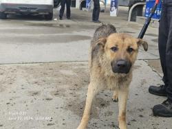 Shelter Stray Male Dog last seen Near BLOCK W WARREN AVE, DETROIT, MI 48210, 7401 Chrysler Dr, Detroit, MI 48211, USA
