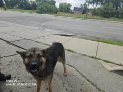 Shelter Stray Male Dog last seen Near BLOCK W WARREN AVE, DETROIT, MI 48210, 7401 Chrysler Dr, Detroit, MI 48211, USA