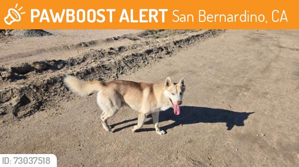 Found/Stray Male Dog last seen Harrison St, San Bernardino, CA 92404