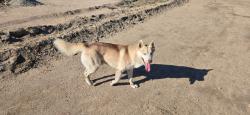 Found/Stray Male Dog last seen Harrison St, San Bernardino, CA 92404