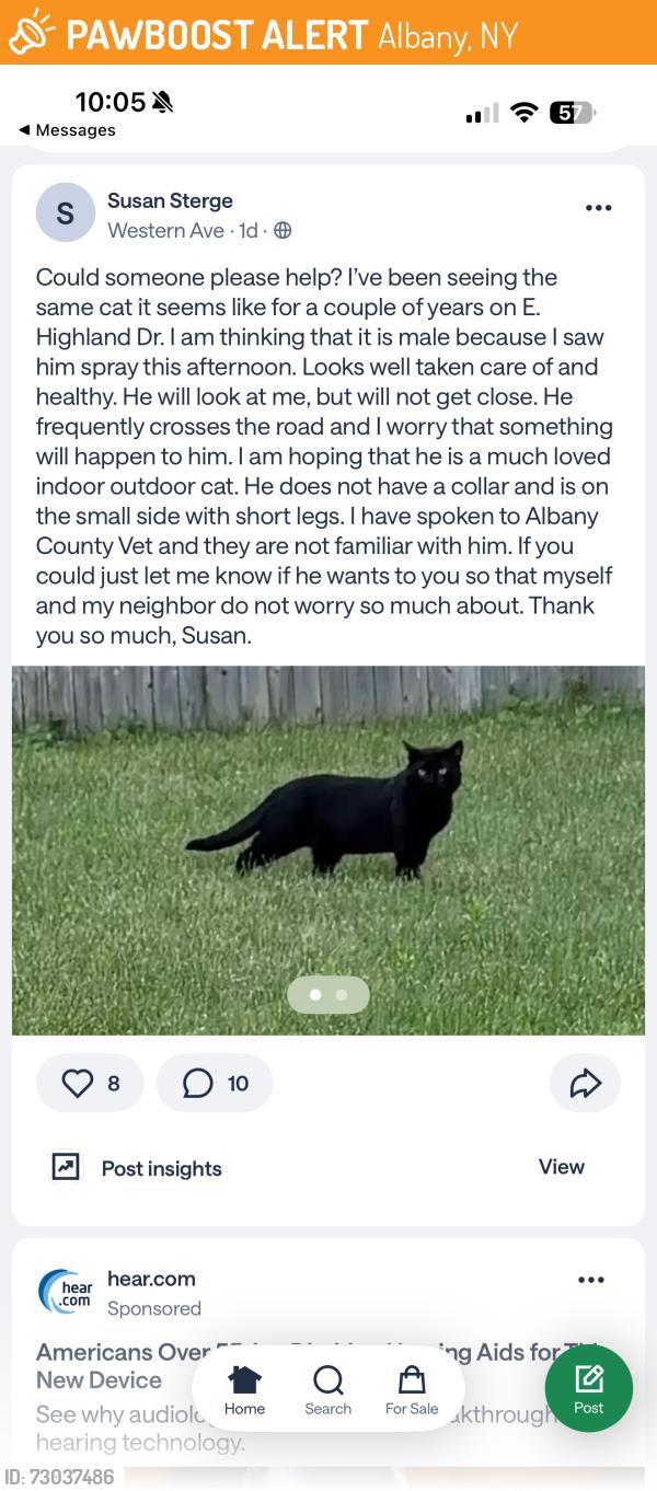 Rehomed Male Cat last seen E Highland Dr, Albany, NY 12203