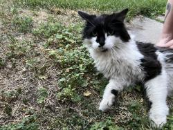 Reunited Male Cat last seen Coffeegraph , Denver, CO 80211