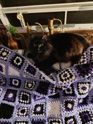 Lost Male Cat last seen Ogrady park, Auburn, WA 98092